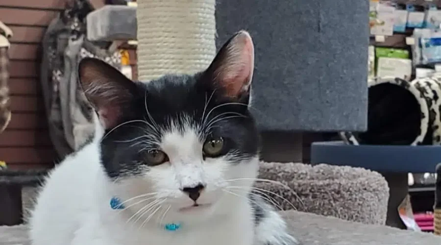 Milo The Kitten Safe After Being Returned To Pet Store