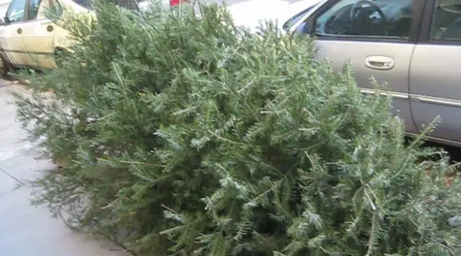 City Of Moncton Helping Divert Used Christmas Trees From The Landfill
