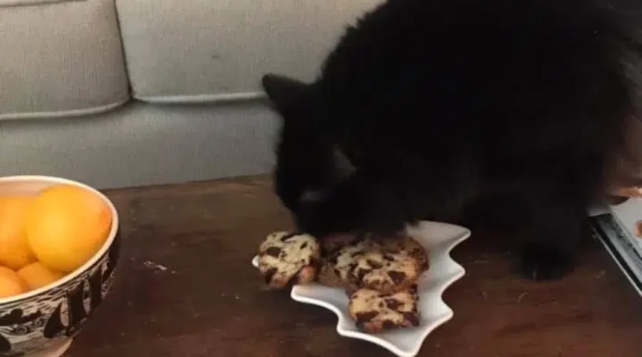 I Made Delightful Cherry Chocolate Chunk Shortbread Cookies…