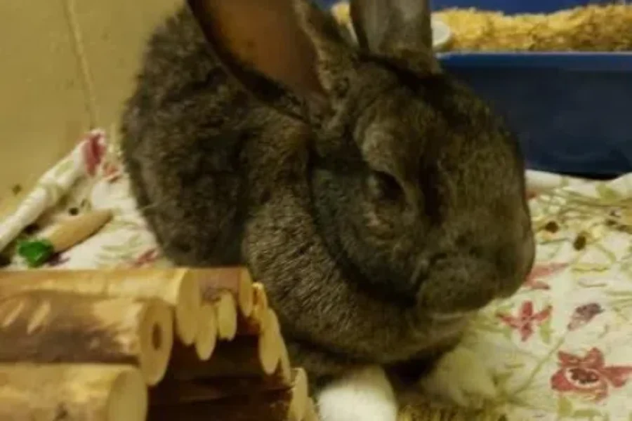 JUDY HOPPS