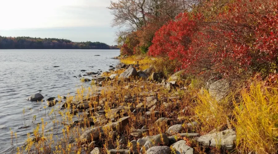 Give Back To Nature This Christmas