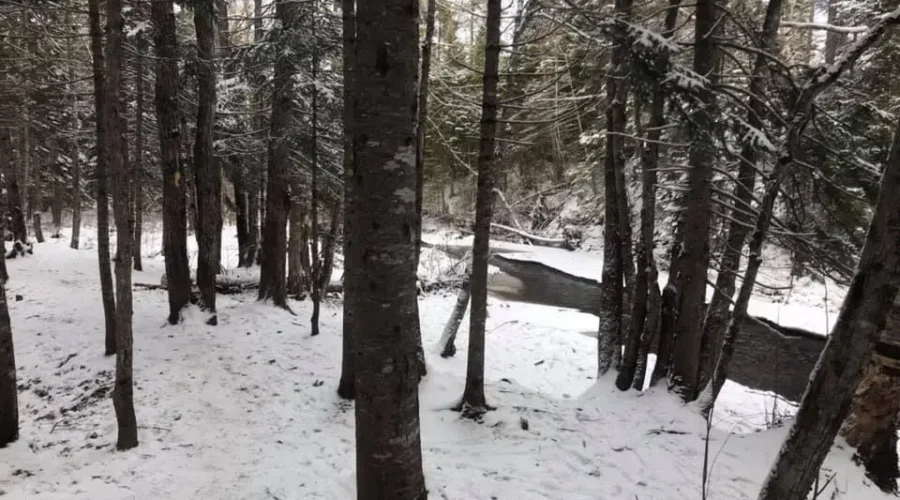 Winter Wonderland in the Woods