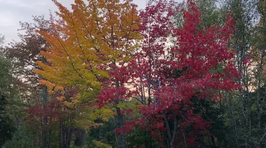 Artists Invited To Kouchibouguac Park Residency