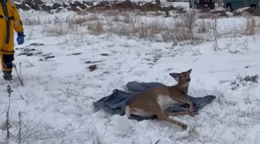 Deer Rescued On the Richibucto River