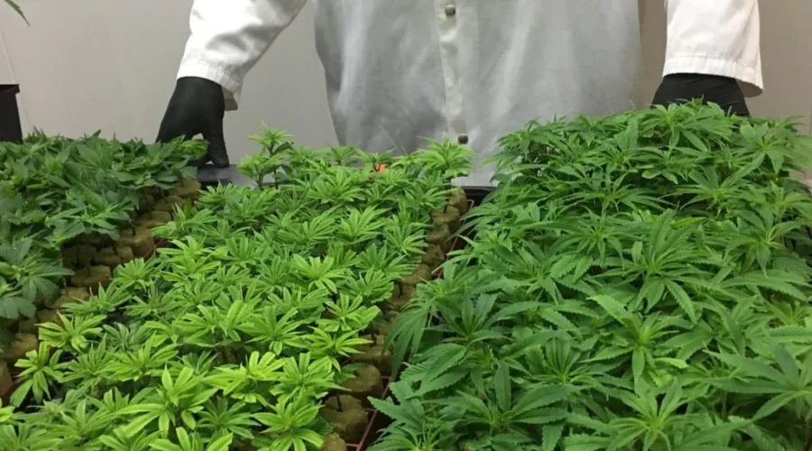 Organigram Senior VP Resigns