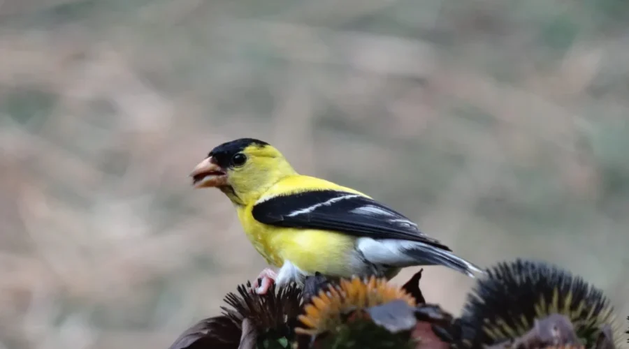 It Will Be A Weekend Of Backyard Birdwatching