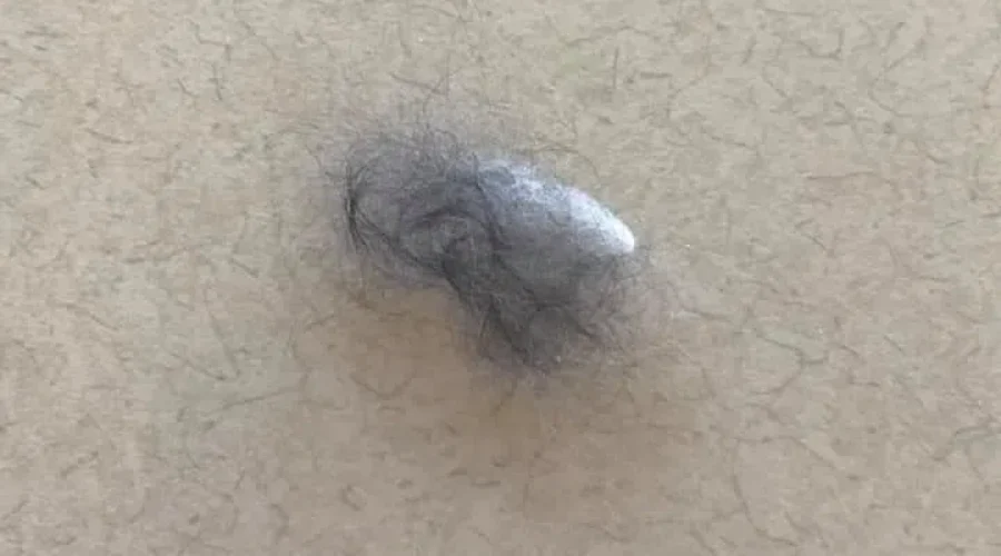 Gen and Leo were amazed at the size of the piece of cat fur that was on my sweater.