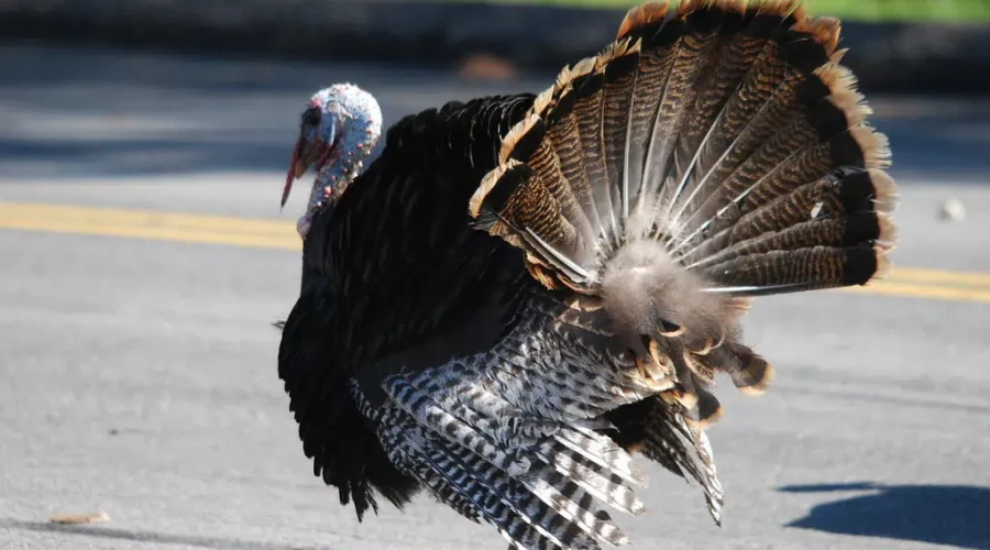 Wild Turkey Hunt Taking Place In May