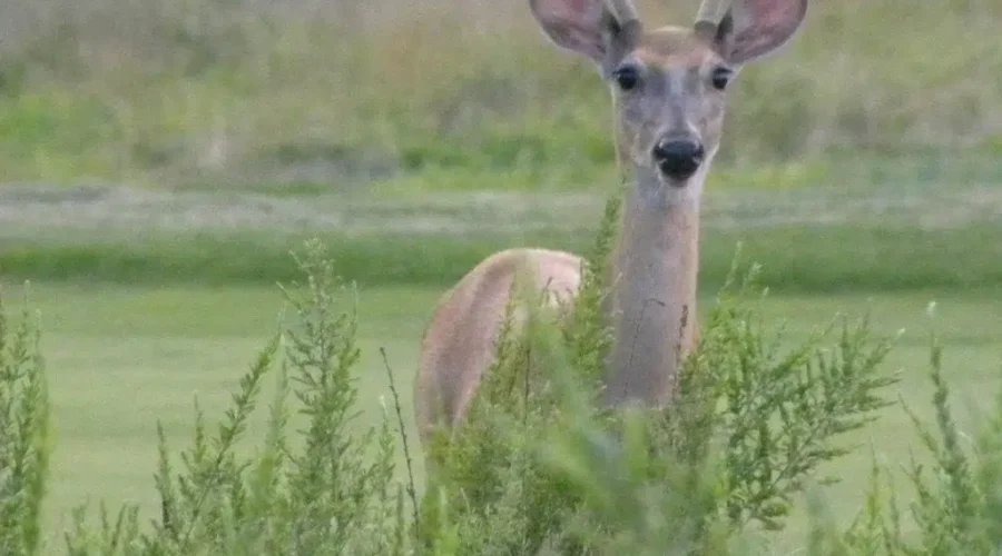 Increased Deer Sightings In Spring Not Uncommon