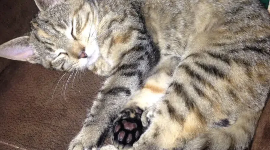 Today is the Feast Day of the Original Cat Lady!