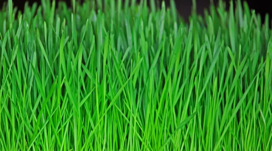 Residents Encouraged To Try “No Mow May”