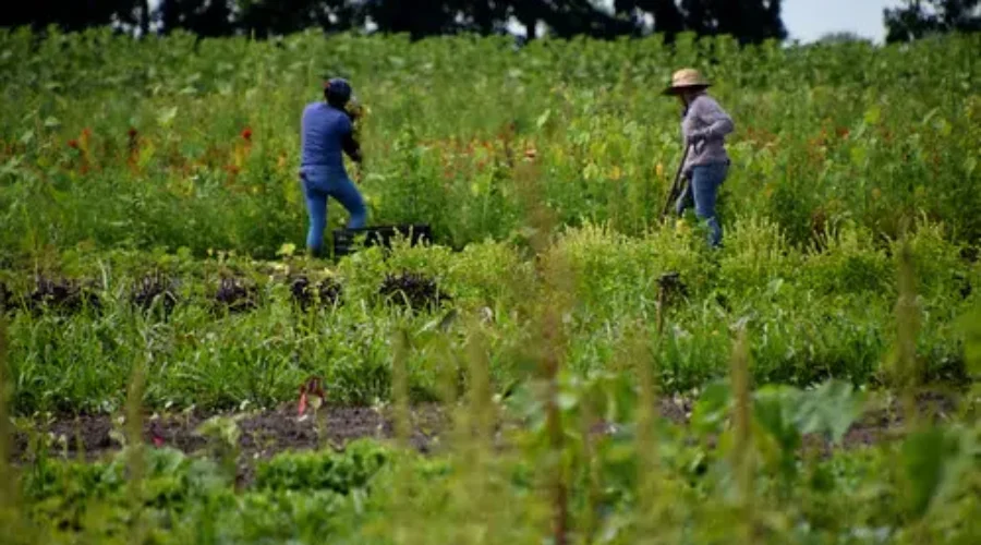 N.B. Farmers Face Higher Costs As TFW’s Return