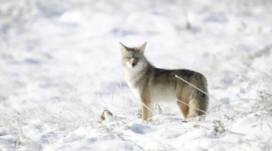 Increased Sightings Of Coyotes, Other Wildlife During Pandemic
