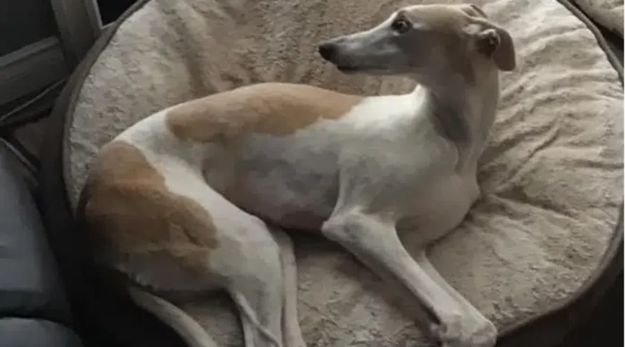 Community Comes Together In Search For Lost Greyhound