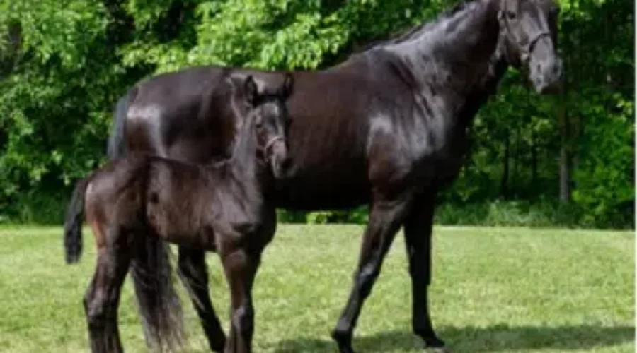 RCMP Launch Naming Contest For New Foals