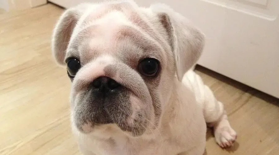 Greater Moncton SPCA Helping Pet Owners In Isolation