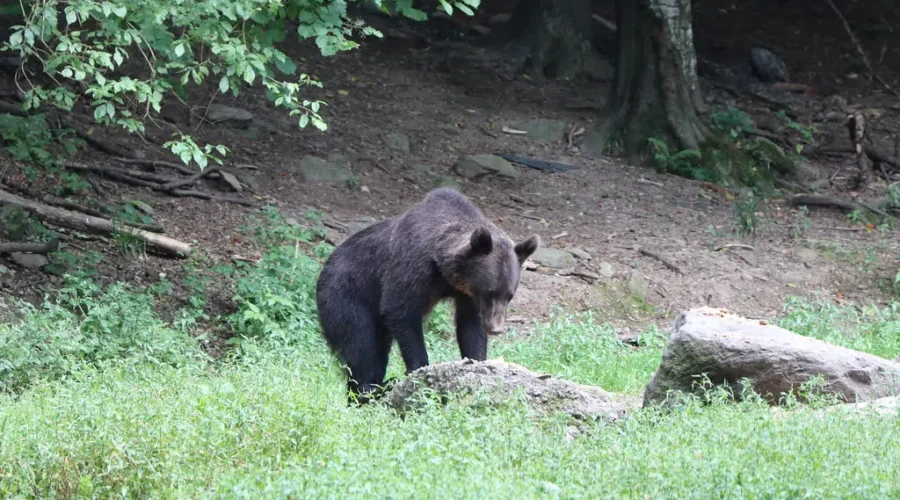 Bear Seen In Irishtown Nature Park