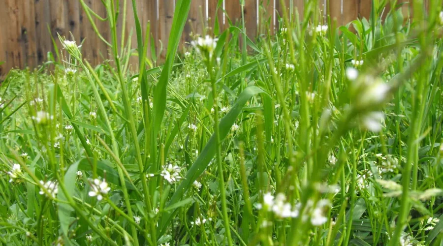 Cross Lawn Mowing Off May’s ‘Honey Do List’