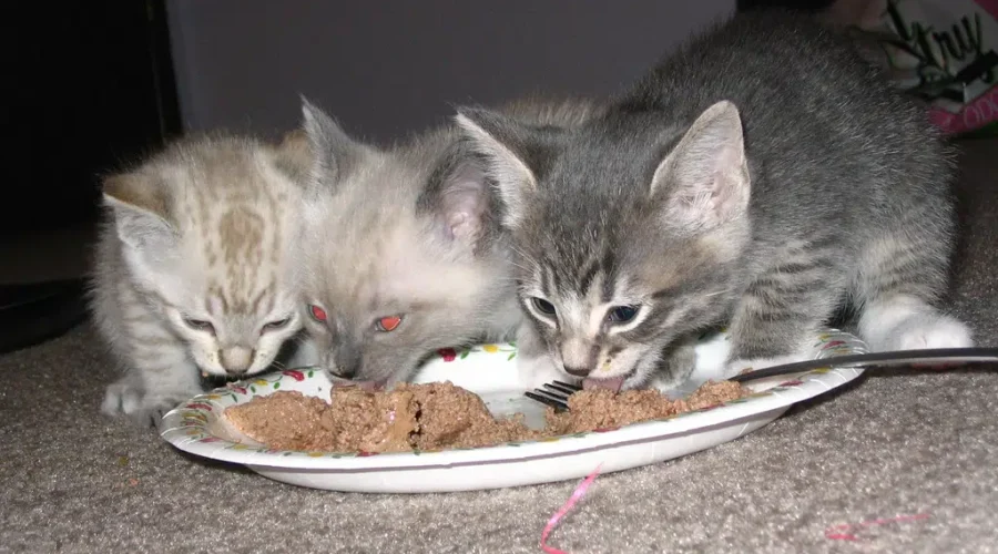 SPCA Food Bank Helping Struggling Pet Owners