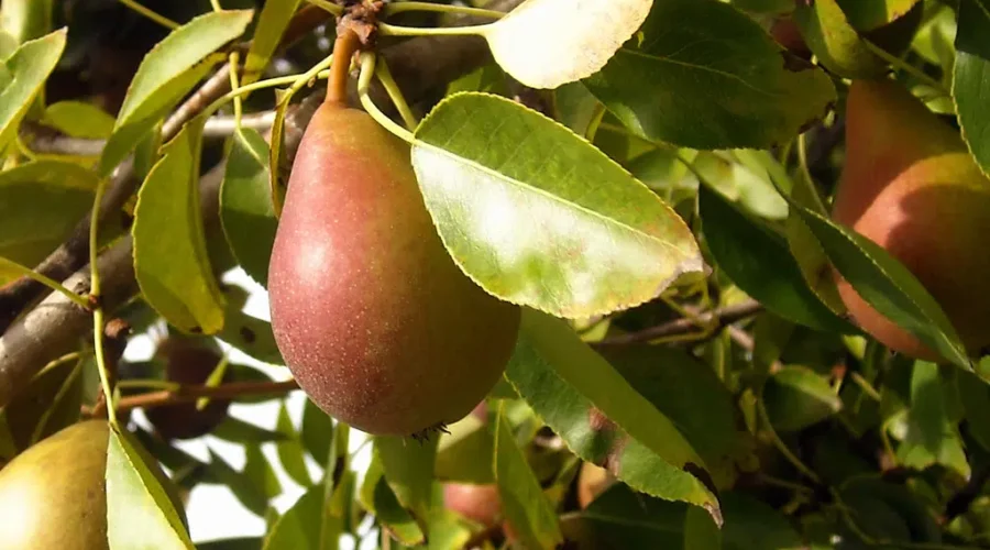YMCA Moncton To Plant Trees In Free Fruit Project