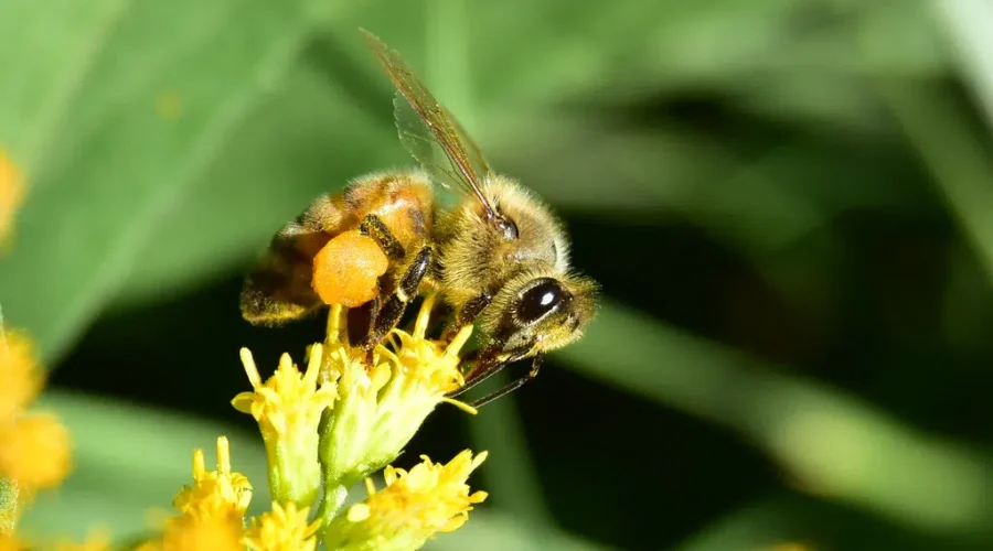 Quispamsis Residents Seek Help With Bee Feces Problem