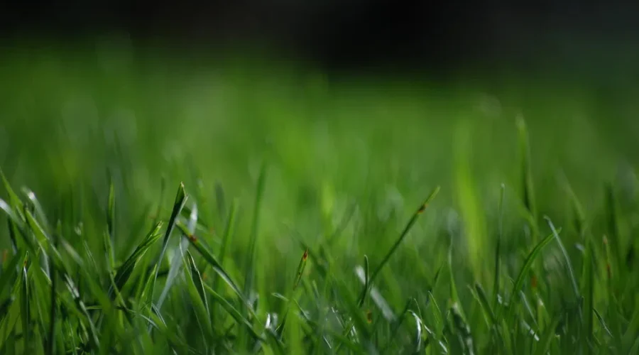 Municipalities Endorse “No Mow May” Campaign