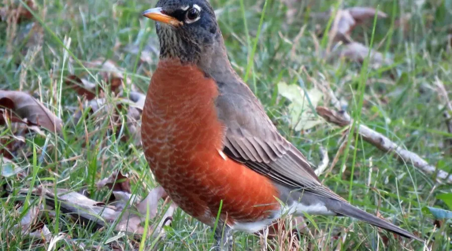 UNB Prof Says Bird Behaviours Not So Unusual