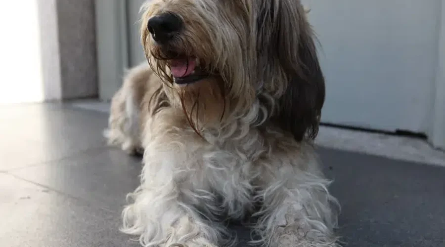 Desire For Pets Increases In Pandemic