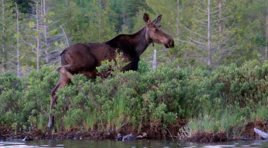Application Period Underway For 2021 Moose Draw