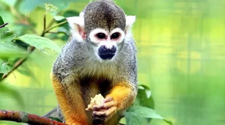 New Squirrel Monkey Exhibit Being Built At Zoo