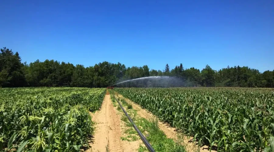 N.B. Farmers Optimistic After Last Year’s Drought