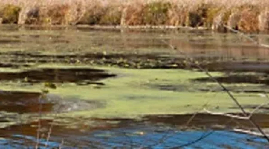 Reminder Of Blue-Green Algae Risks