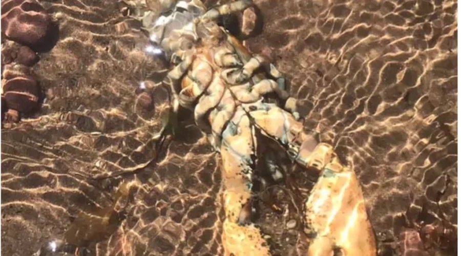 Look what I found on Aboiteau Beach yesterday