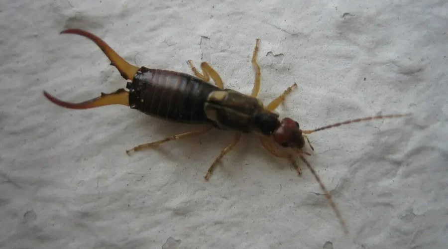 Earwigs A Common Sight This Summer