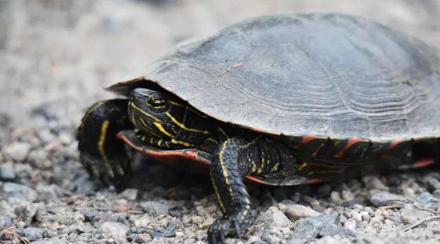 Nature Conservancy Asks Drivers To Watch Out For Turtles