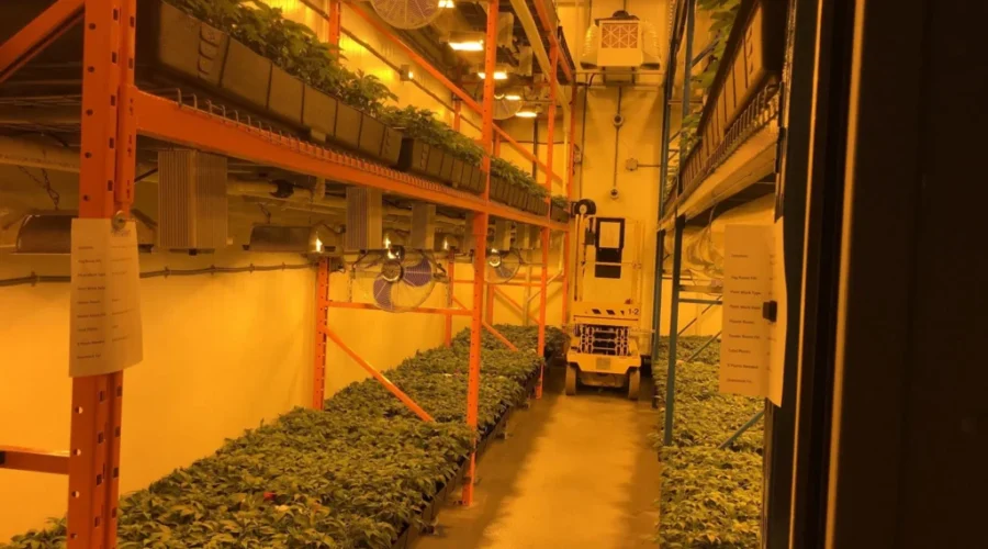 Organigram Rebounds In Third Quarter