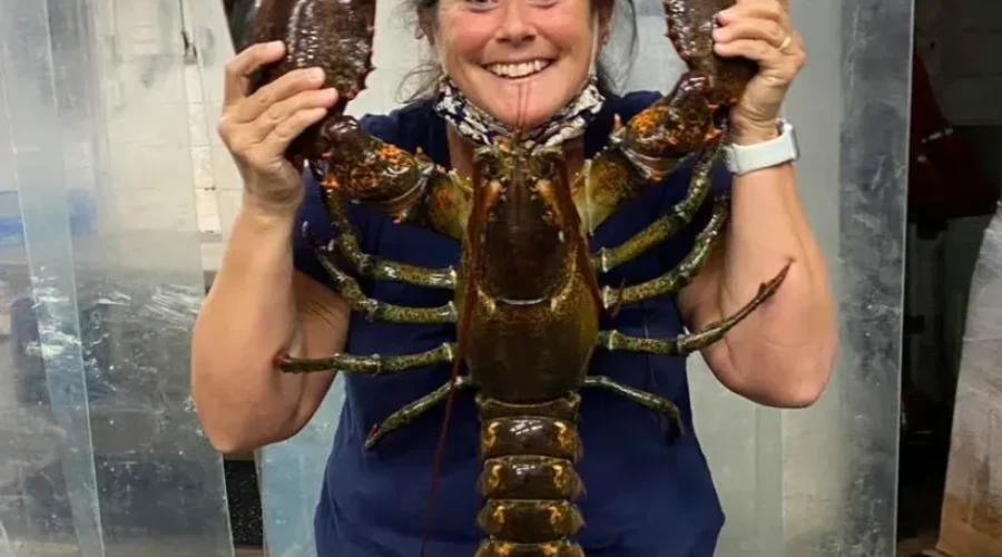 Quai Aboiteau Restaurant Sees Large Lobster Catch