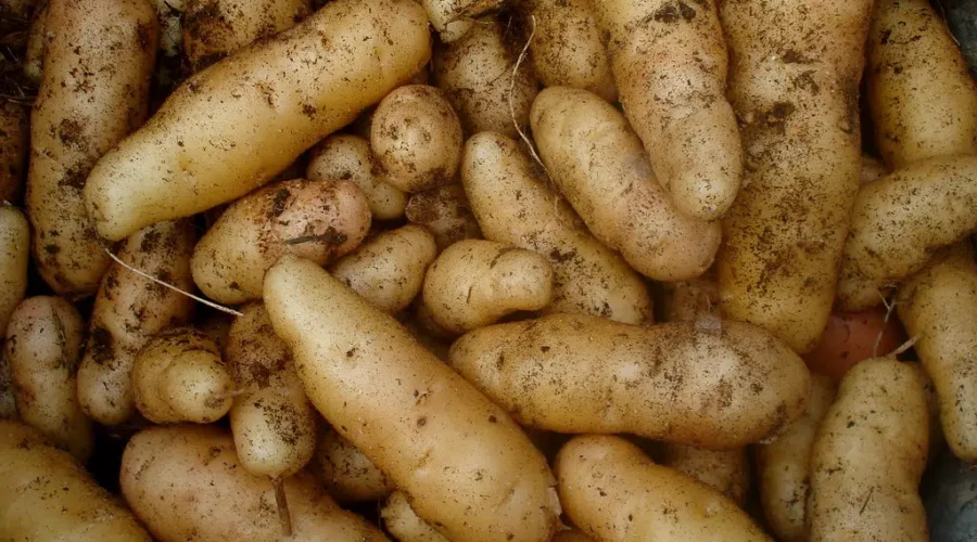 Optimal Weather Conditions For Good Crop, Says Potatoes NB