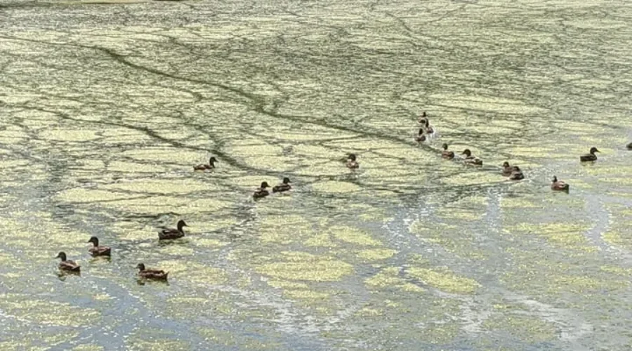 City Reassures Algae Bloom On Jones Lake Not Dangerous