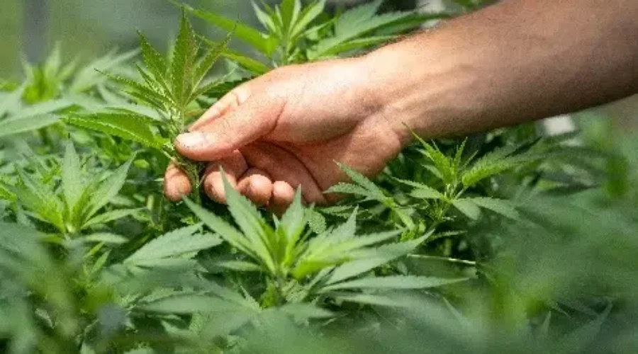 Cannabis NB Allows Local Producers To Sell Their Own Products