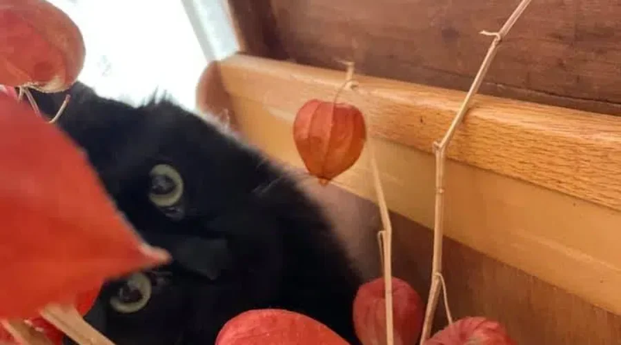 It’s National Black Cat Appreciation Day!