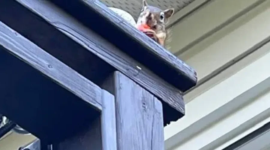 This little bugger…