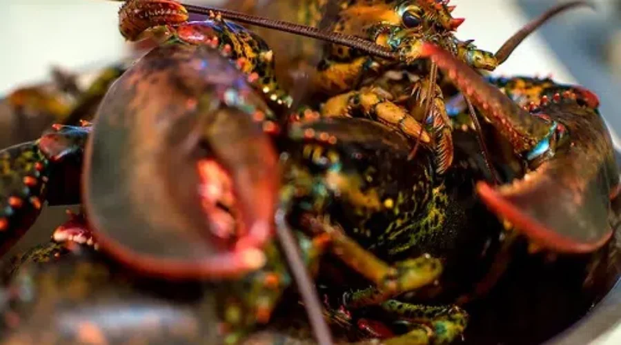 U.S. Firm Buys Two N.B. Lobster Plants