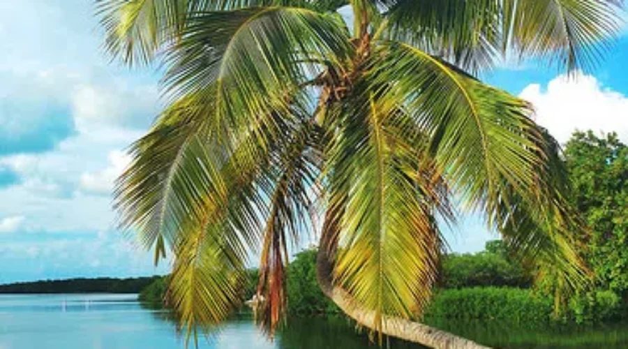 Snowbirds Anxious To Head South For Winter