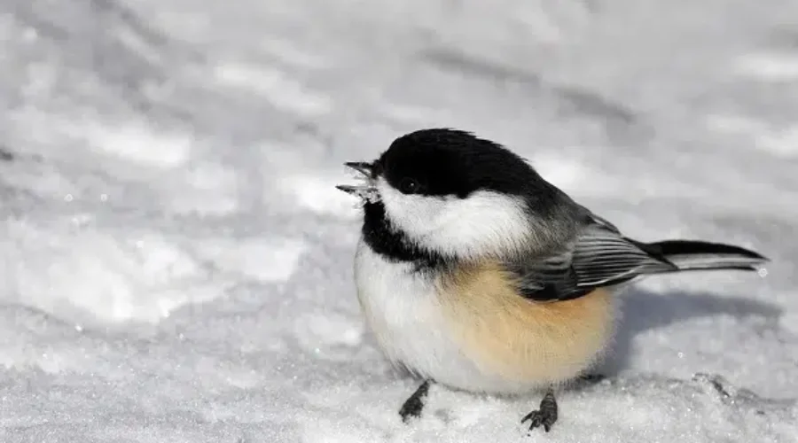Annual Bird Count Is Important Wildlife Census