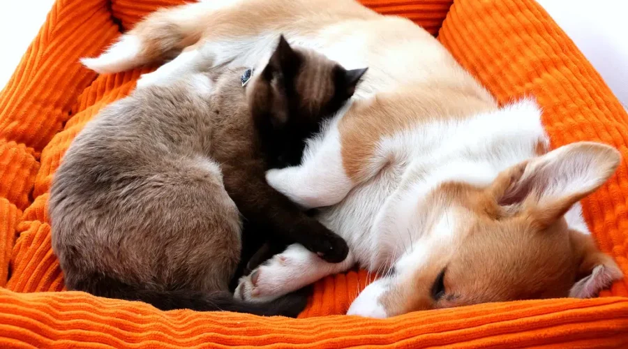 Betty White Challenge Raises Over $21,000 For Local SPCA