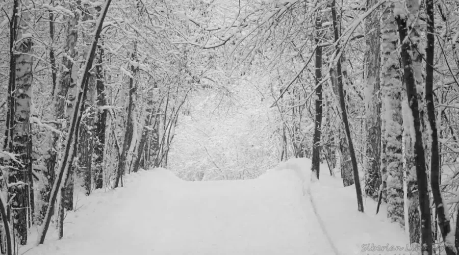 Snow, High Winds, Cold Temperatures Hit Southeastern N.B.