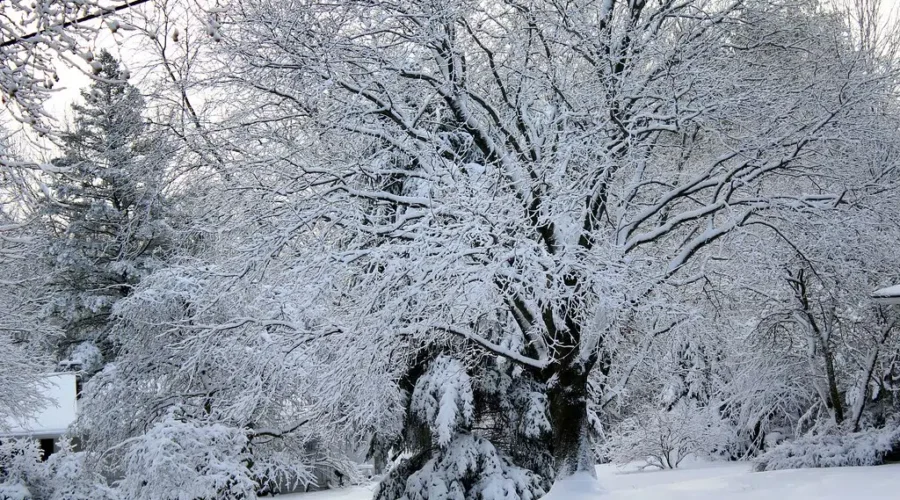 NB Power Crews On Standby Before Winter Storm