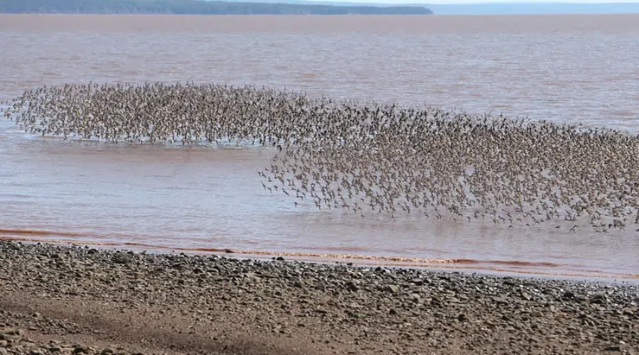 Bird Flu Detected In Neighbouring Provinces