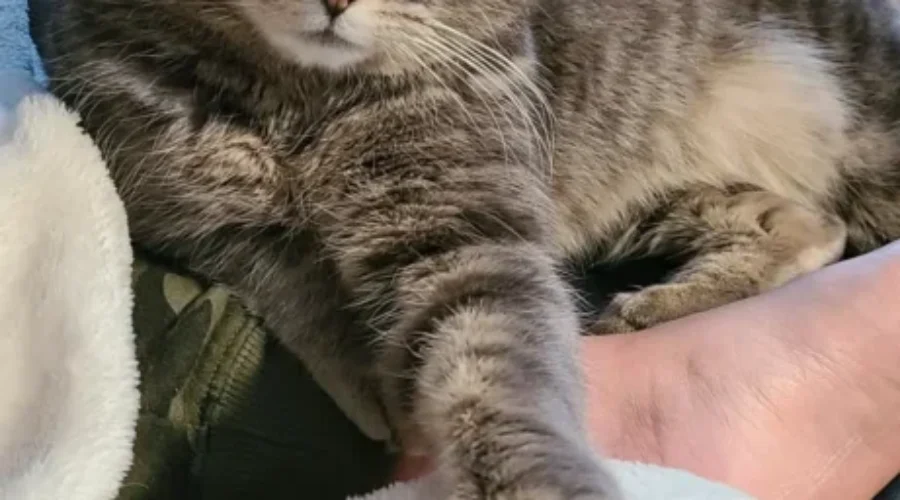 The Cat Came Back, A Year Later